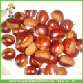 Las mejores especies de castañas chinas - Chestnut fresco para la venta